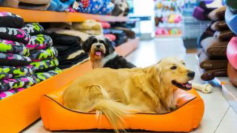 Cães deitados numa cama em loja de animais