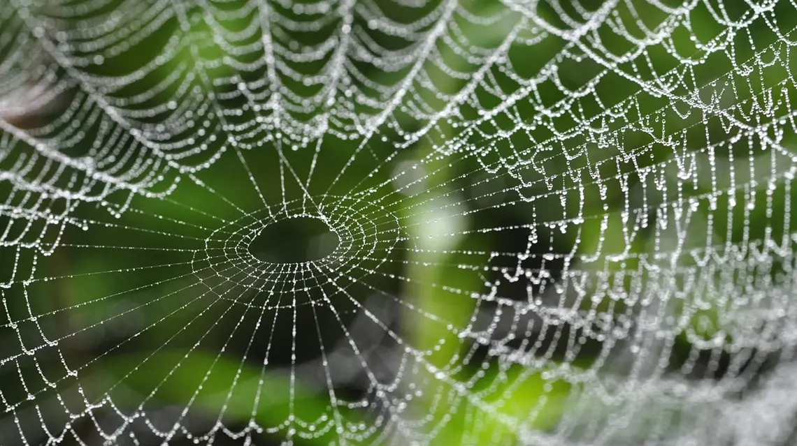 Interesting Facts About Spider Webs!