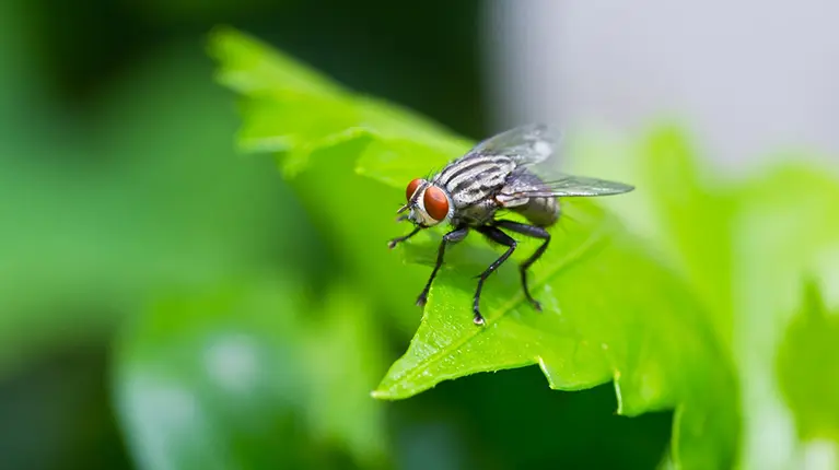 Controlo de pragas de moscas