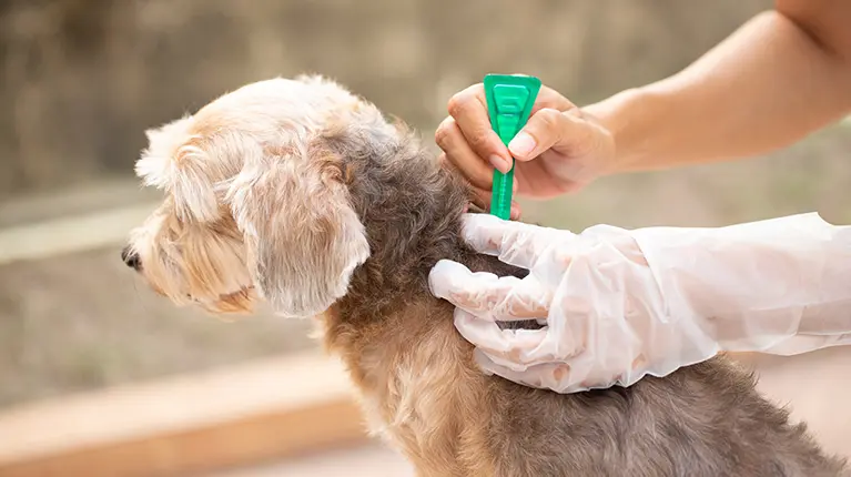 Cão de porte médio a receber tratamento contra pulgas.